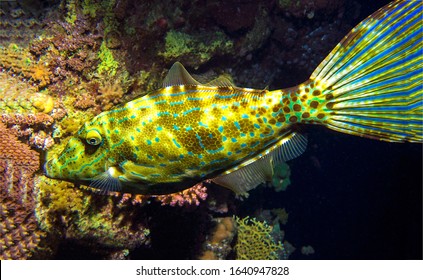 Underwater Deep Ocean Fish View