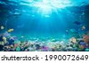 underwater ocean animals