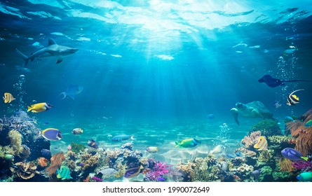 Underwater Diving  - Tropical Scene With Sea Life In The Reef
