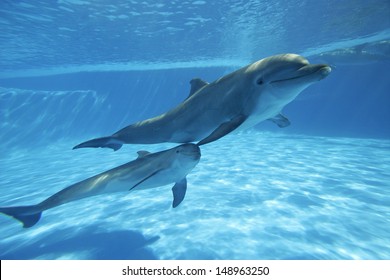 Underwater Dolphin