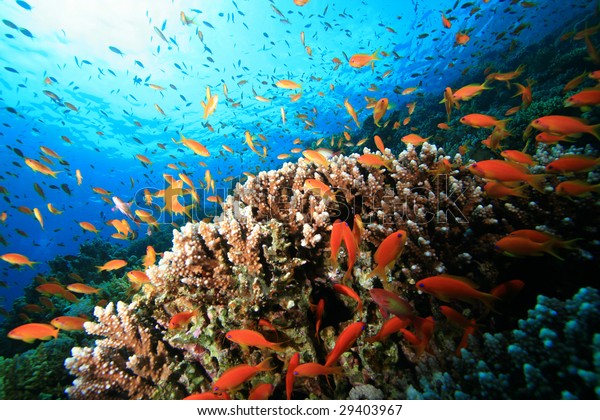 Underwater Ecosystem Stock Photo 29403967 | Shutterstock