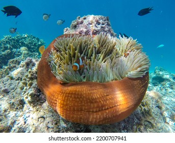 Underwater In El Nido Philippines