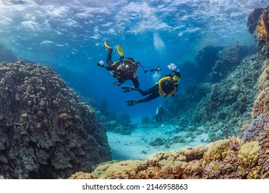 Underwater Exploration. Divers Dive On A Tropical Reef With A Blue Background And Beautiful Corals.