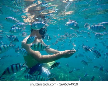 Underwater Fish Feeding While Snorkling