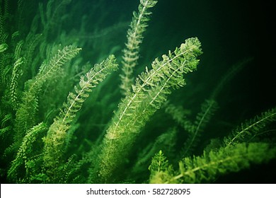 Underwater Fish Fresh Water Algae