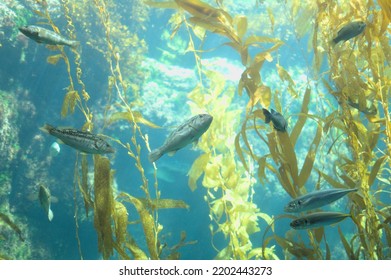 Underwater Fish In Kelp Forest