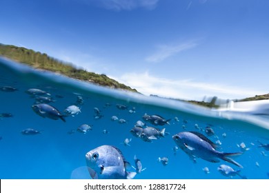 Underwater Fish/ Split View Between Ocean, Earth And Sky