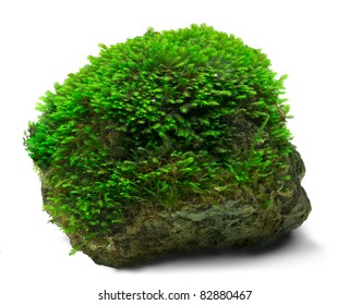 Underwater Fissidens Moss Cover A Rock