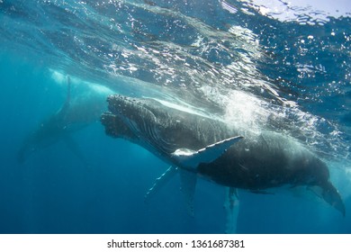 An underwater foto of humpback whale calf is swimming towards its mom, The Kingdom of Tonga, Vavau islands.