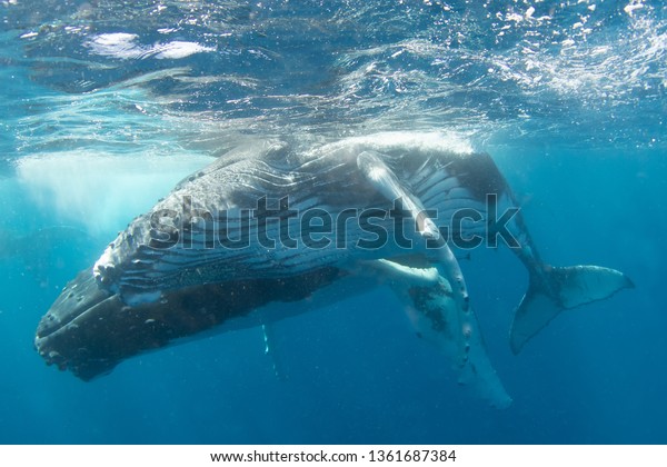 Underwater Foto Humpback Whale Calf Swimming Stock Photo 1361687384 ...