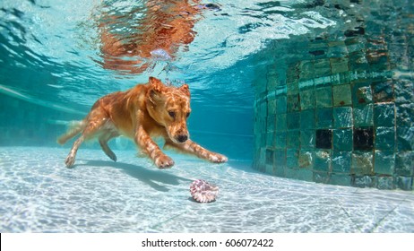 Underwater Funny Photo Of Golden Labrador Retriever Puppy In Swimming Pool Play With Fun - Jumping, Diving Deep Down. Actions, Training Games With Family Pets And Popular Dog Breeds On Summer Vacation