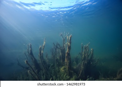 Underwater Green Landscape Nature Underwater Eco Stock Photo 1462981973 