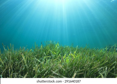 Underwater Green Sea Grass And Blue Ocean Water