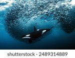 Underwater Harmony: Orca and School of Fish