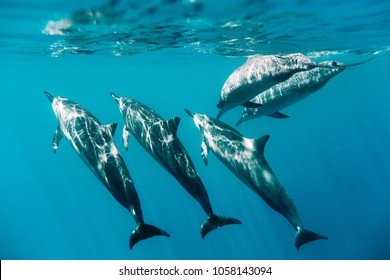 Underwater Hawaii Spinner Dolphins