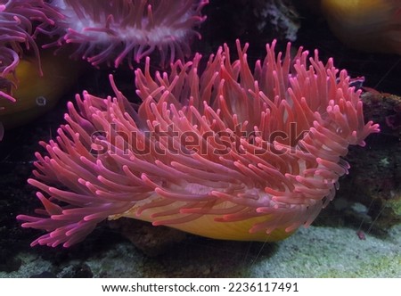 underwater image of an Actiniaria - Sea Anemone