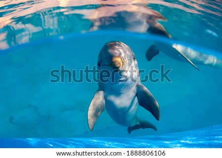 Underwater image of a bottlenose dolphin in a pool staring directly at the camera. Another dolphin can be seen in the background