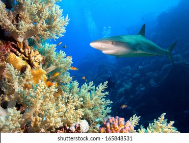 Underwater image of coral reef with shark