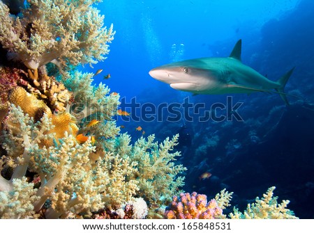 Underwater image of coral reef with shark