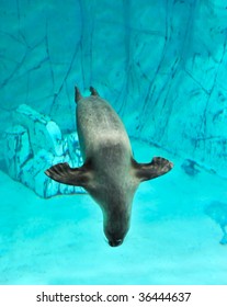 underwater image of little seal swimming