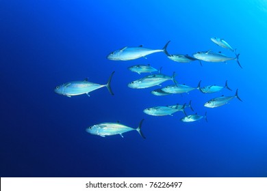 Underwater Image Of School Of Dogtooth Tuna Fish In The Sea
