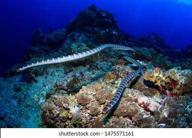 Underwater Image Of Two Poisonous Sea Snakes Swimming Towards The Camera, Scuba Diving In The Banda Sea, Indonesia