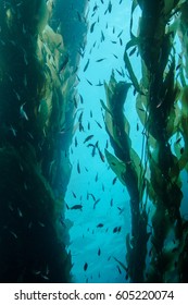 Underwater Kelp Forest