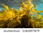 Underwater kelp forest. Ocean nature seaweed kelp growing in blue clear water with fish swimming. 