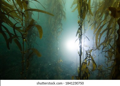 Underwater kelps forest with a light