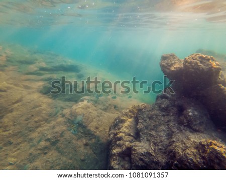 Underwater landscape background with corals and fish