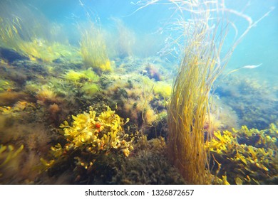 Underwater Landscape, Bothnian Bay, Finland