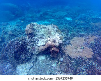 Underwater landscape with corals and fishes in the Bali sea. Bali, Indonesia - Shutterstock ID 1367235749