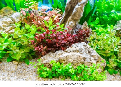 Underwater landscape nature forest style aquarium tank with a variety of aquatic plants, stones and herb decorations.