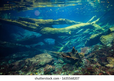 Underwater Landscape In Punta Cana