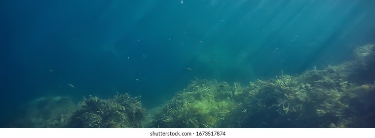 Underwater Landscape Reef With Algae, Sea North, View In The Cold Sea Ecosystem