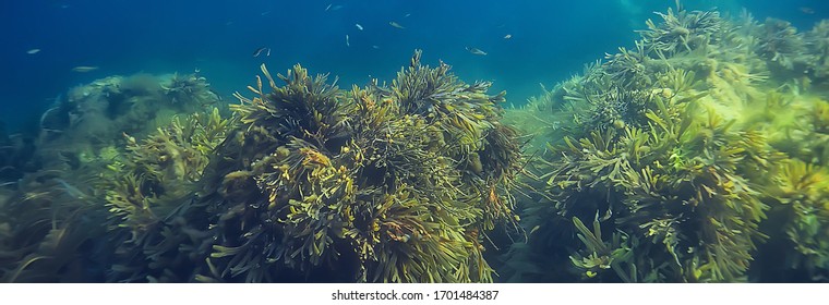 Underwater Landscape Reef With Algae, Sea North, View In The Cold Sea Ecosystem