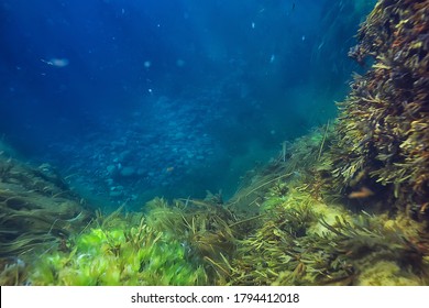 Underwater Landscape Reef With Algae, Sea North, View In The Cold Sea Ecosystem