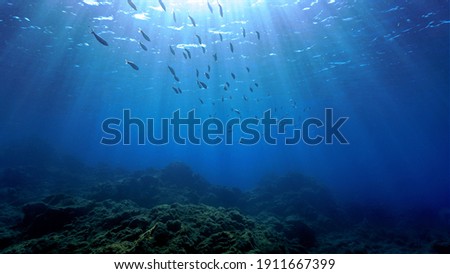 Underwater landscape with schooling fish and beautiful sunlight. From a scuba dive in the Atlantic ocean.