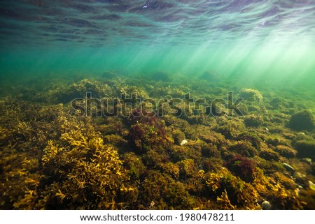 Underwater landscapes in the green waters of the Baltic Sea. 