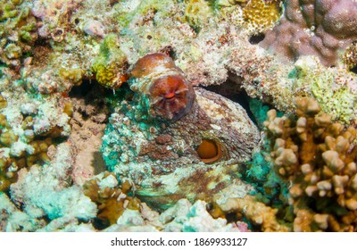 Underwater Life: Common Octopus (Octopus Vulgaris) Underwater Foto In The Maldives, Octopus Hiding, Camouflage In Hole.