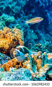 Underwater Life In Deep Blue Ocean In Dive, Vertical Scene
