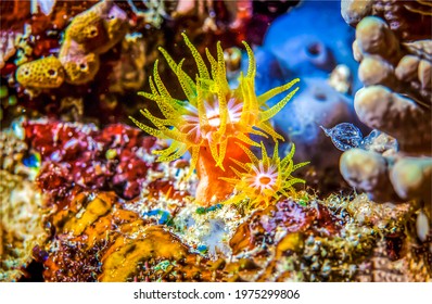 Underwater life in macro scene. Beautiful colourful coral sponge - Shutterstock ID 1975299806
