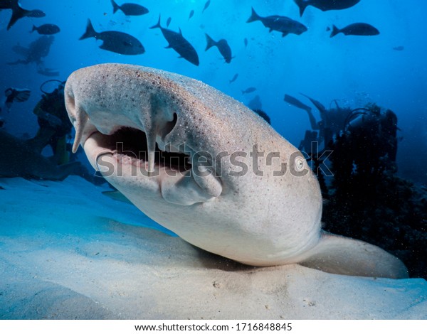 Underwater Life Maldives Stock Photo 1716848845 | Shutterstock