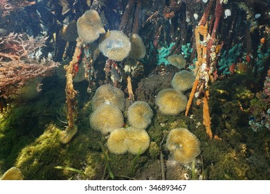 Underwater Life, Sea Anemones Stichodactyla Helianthus, In The Mangrove Roots, Caribbean Sea, Panama, Central America