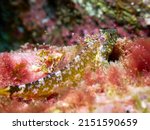 Underwater macro shot of a black-faced blenny, tripterygion delaisi, camouflaged between algae  Marine life at the Canary Islands, Spain 