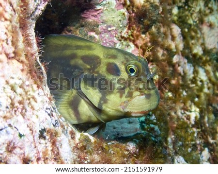 Underwater macro shot of a Redlip Blenny, ophioblennius atlanticus, looking out of a rock hole  Marine reserve, El Hierro, Canary Islands, Spain 