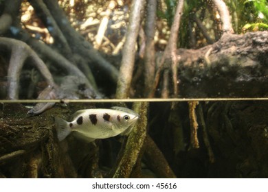 Underwater In Mangrove Forest With Fish Near Surface