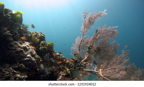 Underwater Marine Coral reef, Indonesia, Raja Ampat