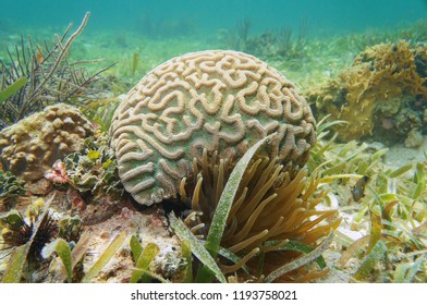 Underwater marine life, boulder brain coral, Colpophyllia natans, in the Caribbean sea