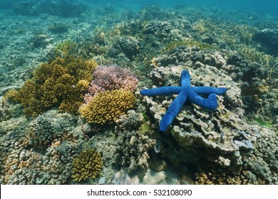 Underwater Marine Life Colors, A Blue Linckia Sea Star With Corals, South Pacific Ocean, New Caledonia